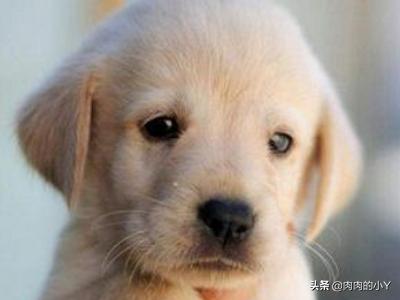 好听顺口的狗名字（好听顺口的狗名字有哪些）