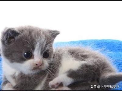 如何摸猫咪是不是腹水（怎么能摸猫的肚子）