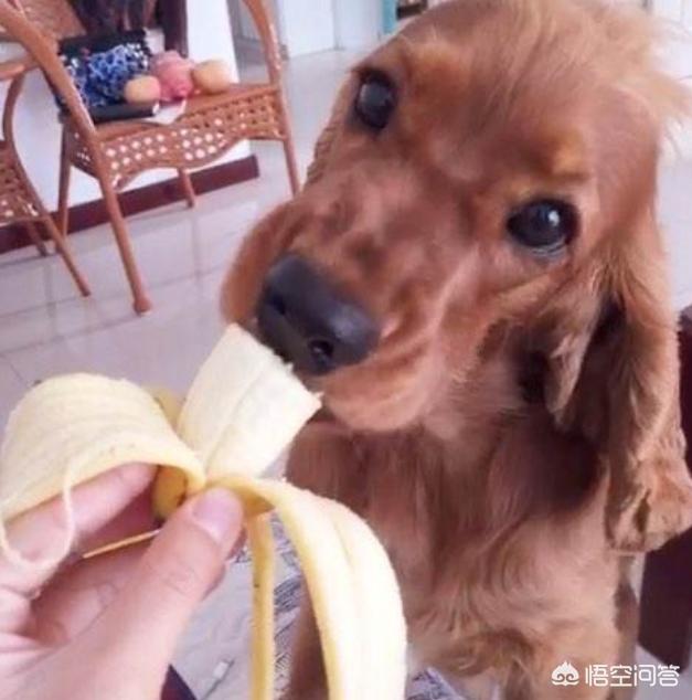 狗可以吃香蕉吗（比熊狗狗可以吃香蕉吗）