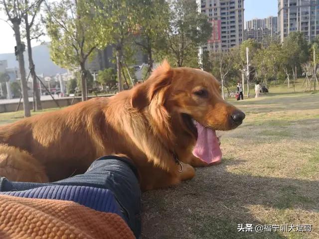 狗狗智商排名前100名 柴犬