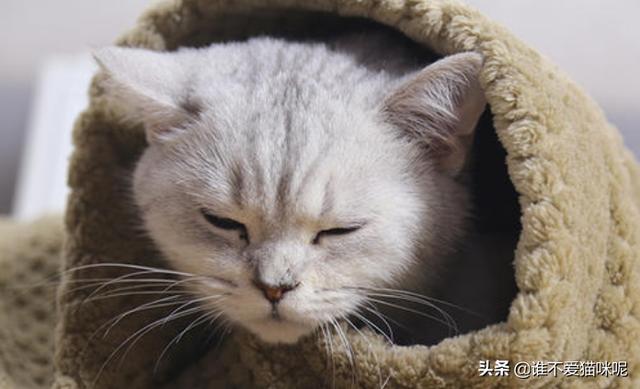猫咪感冒了能自愈吗（猫咪感冒了能不能自愈）