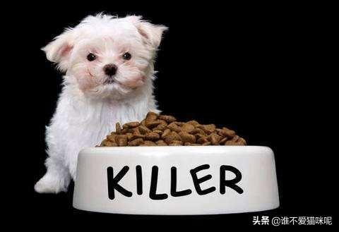 狗狗腿断了可以自愈吗（狗狗的腿断了可以自己长好吗）