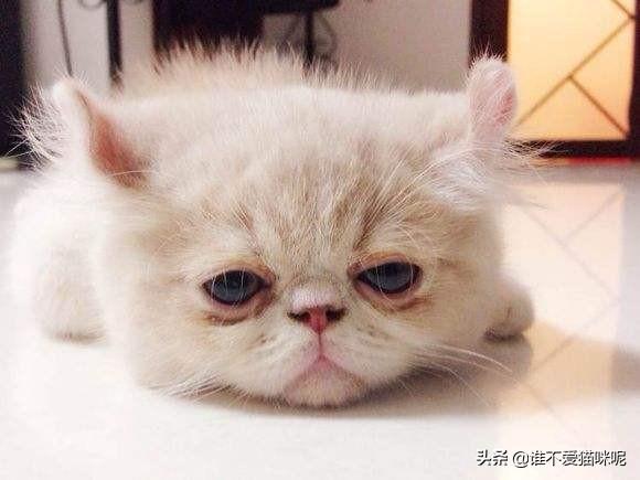 猫咪拉肚子怎么办（猫咪拉肚子怎么办呢）