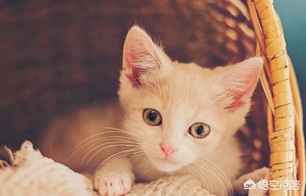 猫为什么会得狂犬病_猫为什么会得狂犬病症状是什么