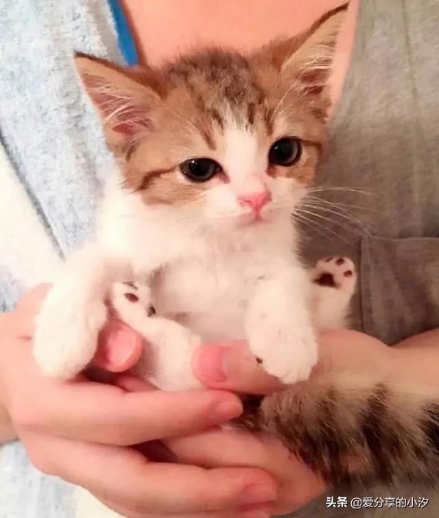 小猫怎么喂养（小猫怎么喂养方法）