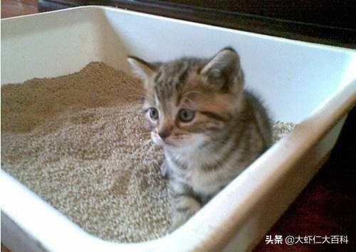 猫咪没有猫砂会憋死吗（猫咪没有猫砂盆会憋着吗）