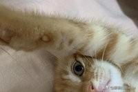 小猫肚子咕咕叫是怎么回事（猫一直嗡嗡嗡像马达的声音）