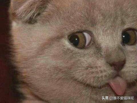 猫拉屎有血但精神很好（猫拉稀有血但是精神很好）