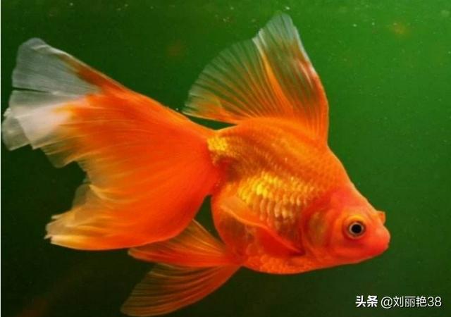 什么宠物好养又干净（什么宠物好养又干净小型）