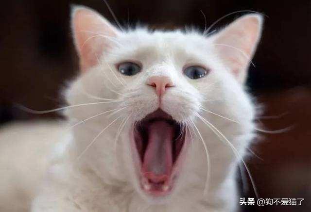 猫得猫癣用什么药（猫得猫癣用什么药效果最好最快）