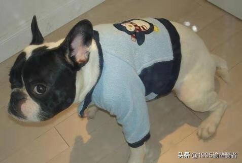 狗狗排泄前的表现（狗狗前列腺癌的症状表现）