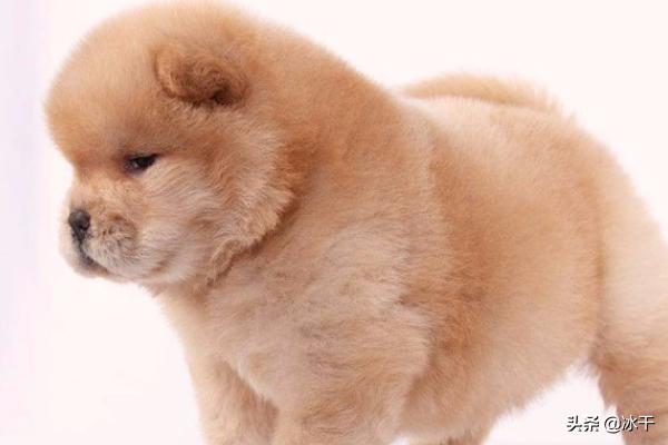 犬瘟怎么得的（犬瘟怎么患上的）
