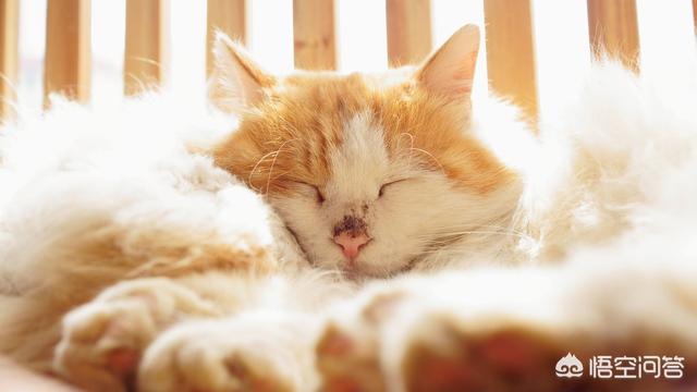 猫尿道堵塞自家处理（猫尿道堵塞自家处理方法）