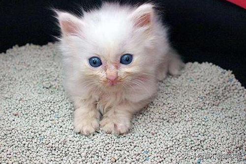 猫血便是什么原因（猫咪有血便是什么原因）
