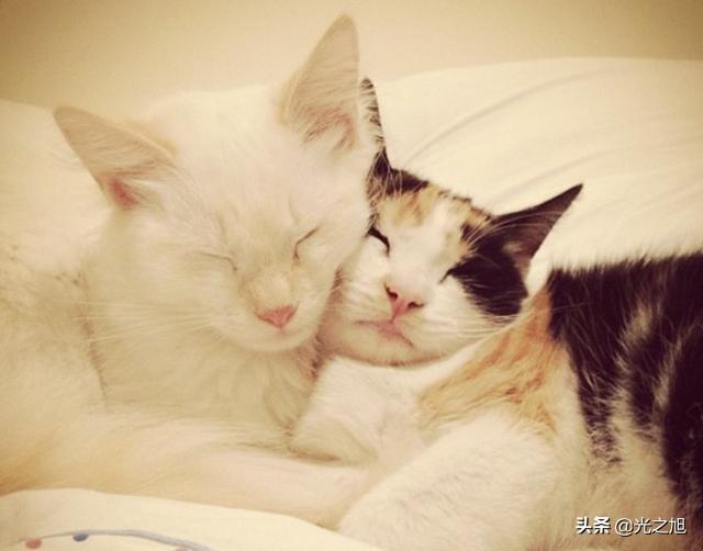 猫咪为什么会发出咕噜咕噜的声音