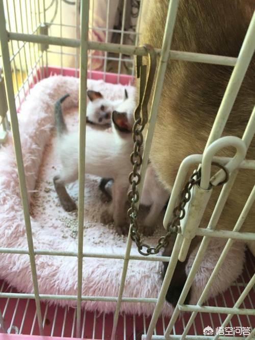 猫要大便小便的信号（猫小便和大便是可以一起的吗）