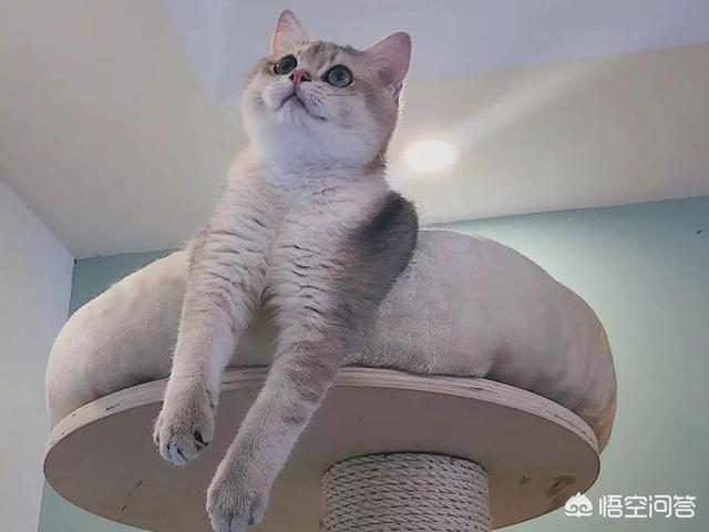猫瘟呕吐物什么样的（猫瘟呕吐什么样）