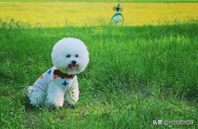 比熊犬的优缺点（泰迪犬的优缺点）