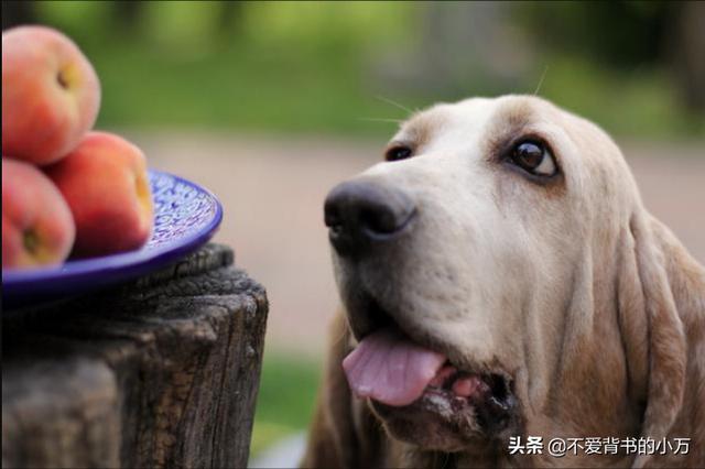 小狗能吃桃子吗（小狗能吃桃子吗有毒吗）