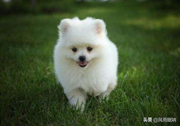 纯种美系博美犬图片_纯种博美犬图片多少钱一只