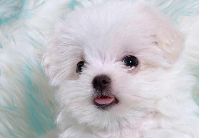 博美犬分几种_博美犬分几种体型