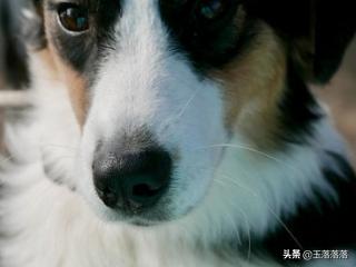 蜱虫咬狗狗会死吗_蜱虫咬狗狗会死吗视频