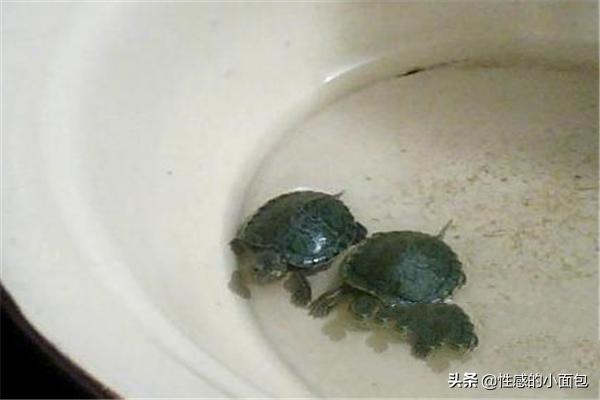 如何养乌龟 乌龟喜欢吃什么 