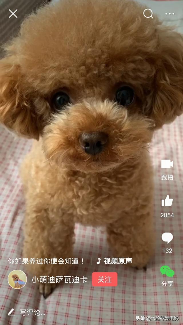 家庭伴侣犬排名_伴侣犬推荐