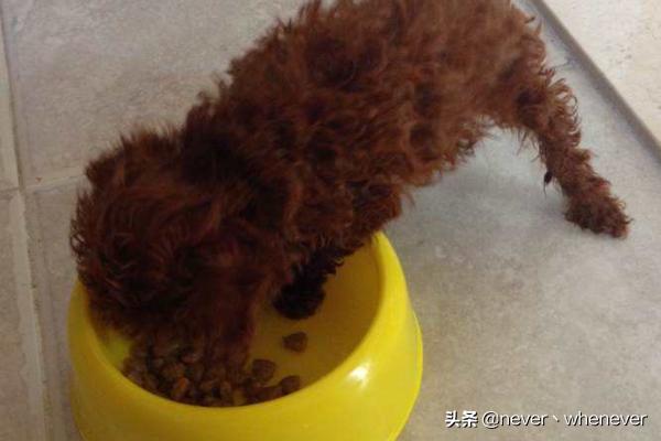 幼犬着凉拉稀怎么办_幼犬着凉是什么症状