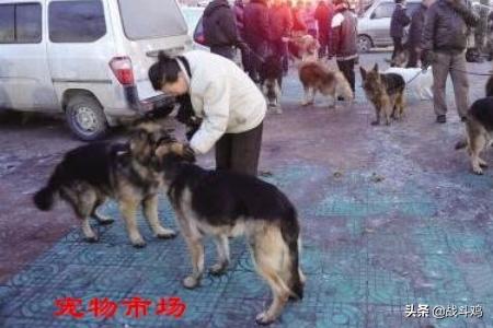 拉布拉多的价钱_拉布拉多的价钱一般多少