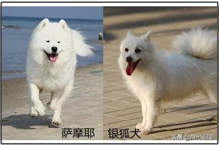 银狐犬和萨摩耶的混血_银狐和萨摩耶的串串