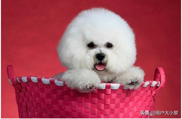 比熊幼犬喂养指南_比熊幼犬如何喂养