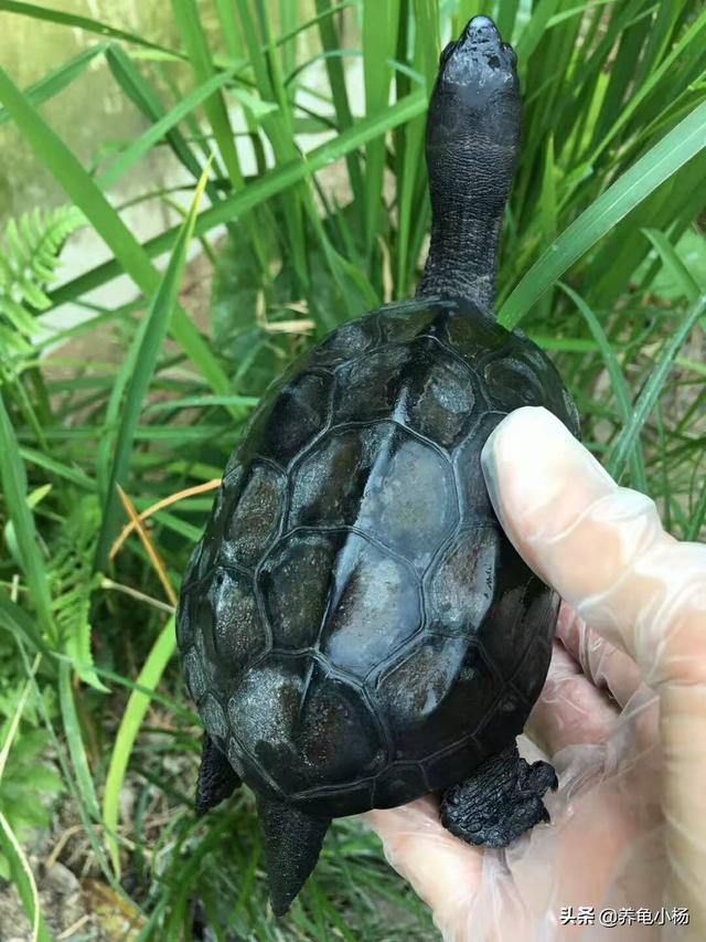 乌龟的寿命是人的几倍_乌龟的寿命是什么