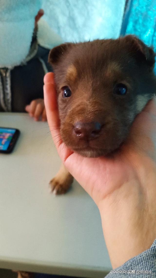 纯种红狼犬有什么特征_红狼犬纯不纯怎么看