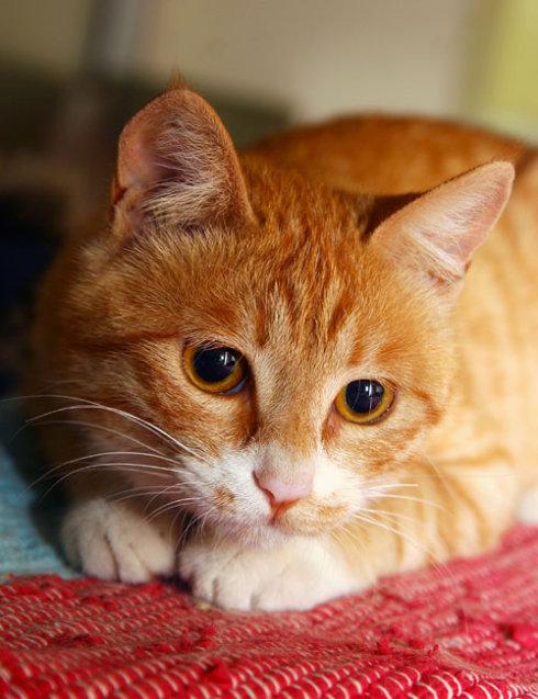 为什么别养土猫_土猫为什么那么难养