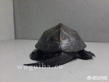草龟图片价格_草龟图片大全及介绍