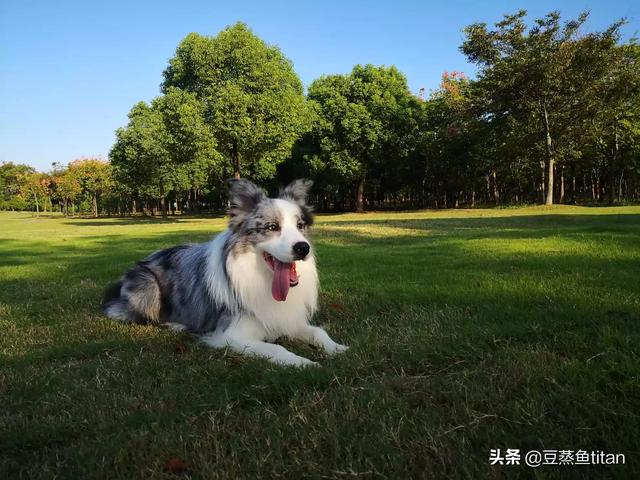 纯种双血统边境牧羊犬价格_边境牧羊犬单血统和双血统