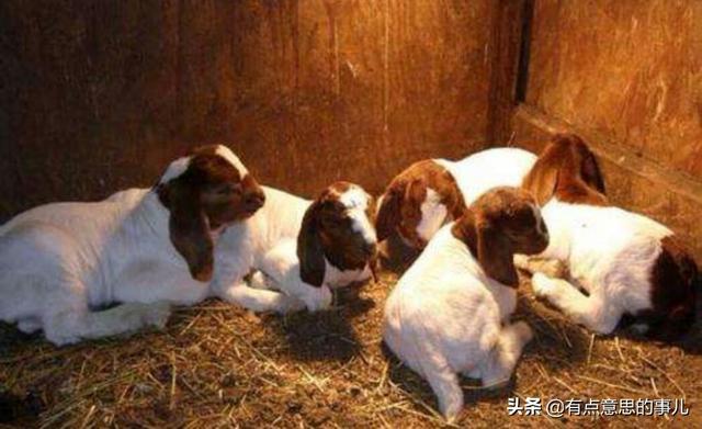 波尔山羊图片_秒懂百科波尔山羊