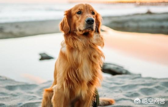 金毛犬瘟能治好吗_金毛犬瘟症状怎么治疗方法