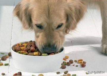 哪种狗粮牌子好_哪种品牌狗粮好