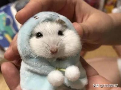 夏天怎么养仓鼠才不会死_夏天怎么养仓鼠不臭