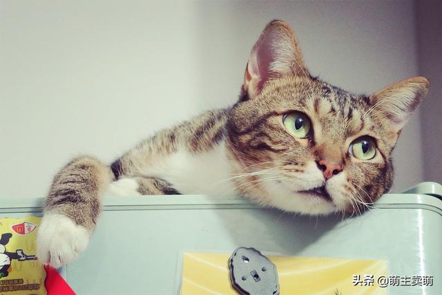 猫零食罐头多久喂一次_猫零食罐头多久喂一次比较好