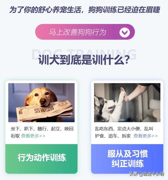 训练狗多少钱_花钱训练狗大概多少钱