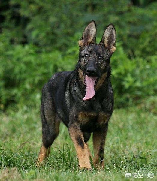 黑背犬图片价格表_黑背犬幼犬价格