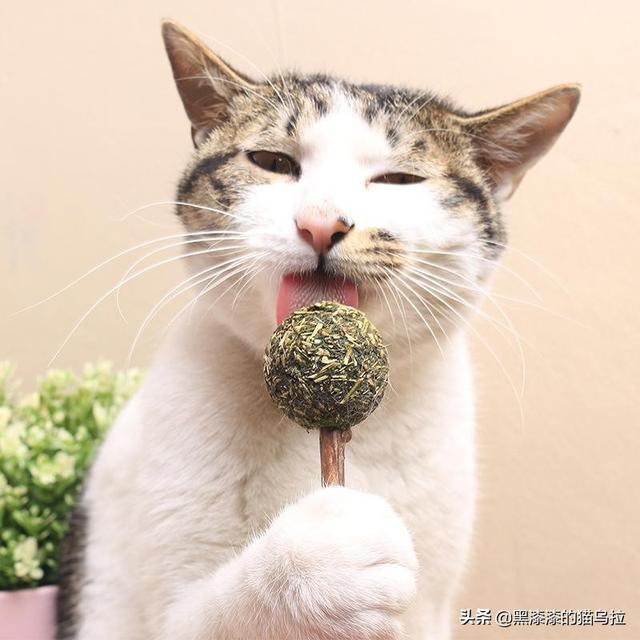 猫薄荷对幼猫有危害么_猫薄荷对猫咪有什么影响