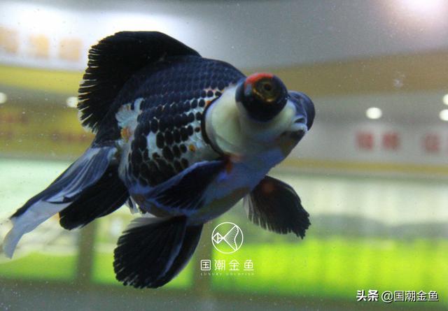 金鱼品种有哪些_金鱼品种有哪些 金鱼品种大全
