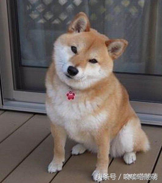狗狗喜欢的音乐_小狗最火十首歌