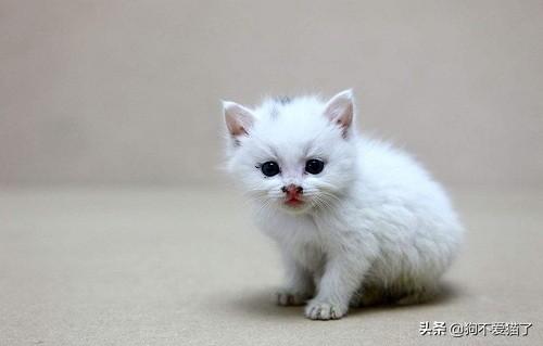 猫感冒一般几天自愈_猫咪感冒了在家怎么治