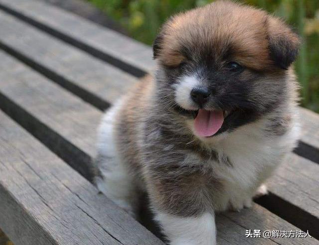 哪种狗比较便宜_哪种狗便宜又好养还可爱