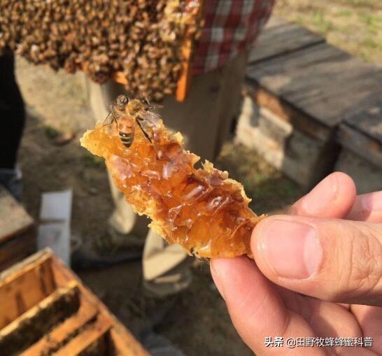 被蜜蜂蛰了怎么消肿止痒的最快方法